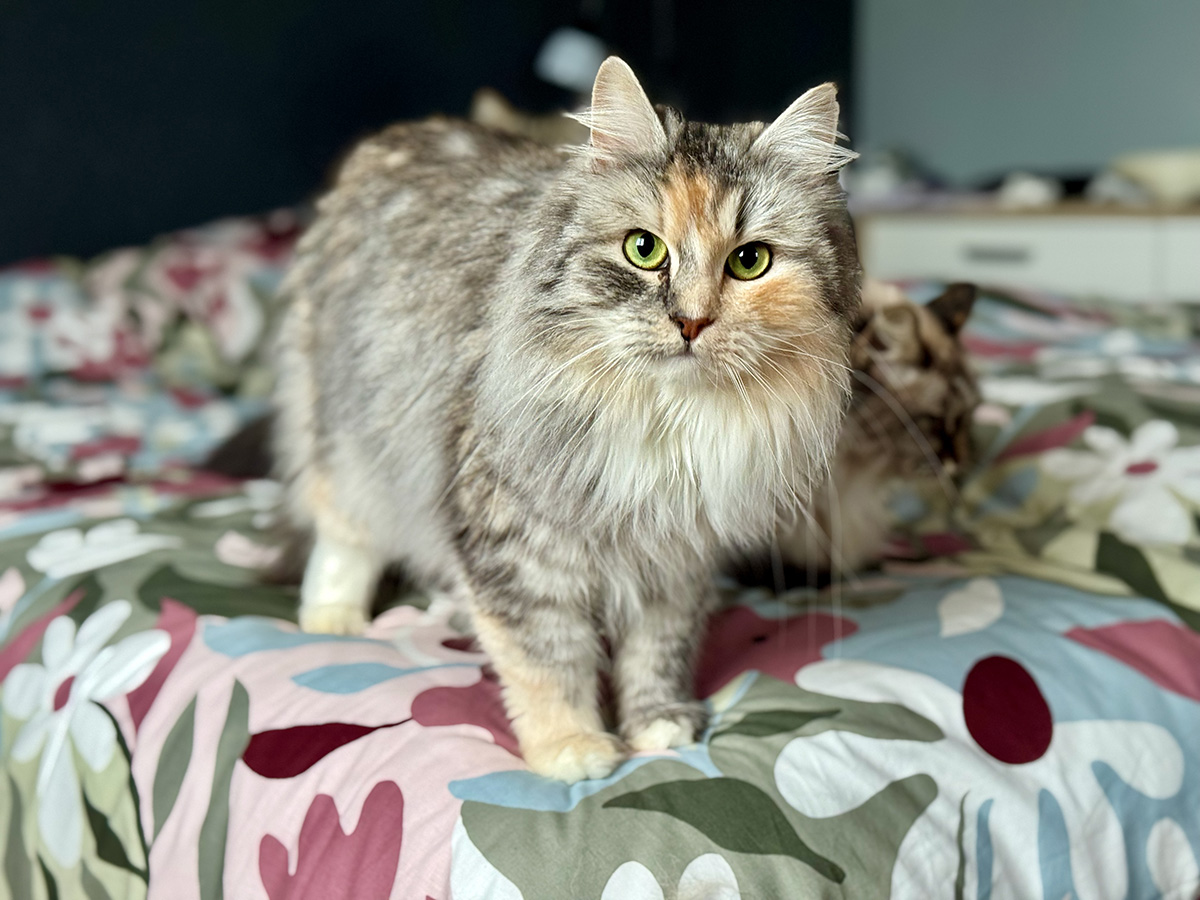 Tagada des Crunnchú